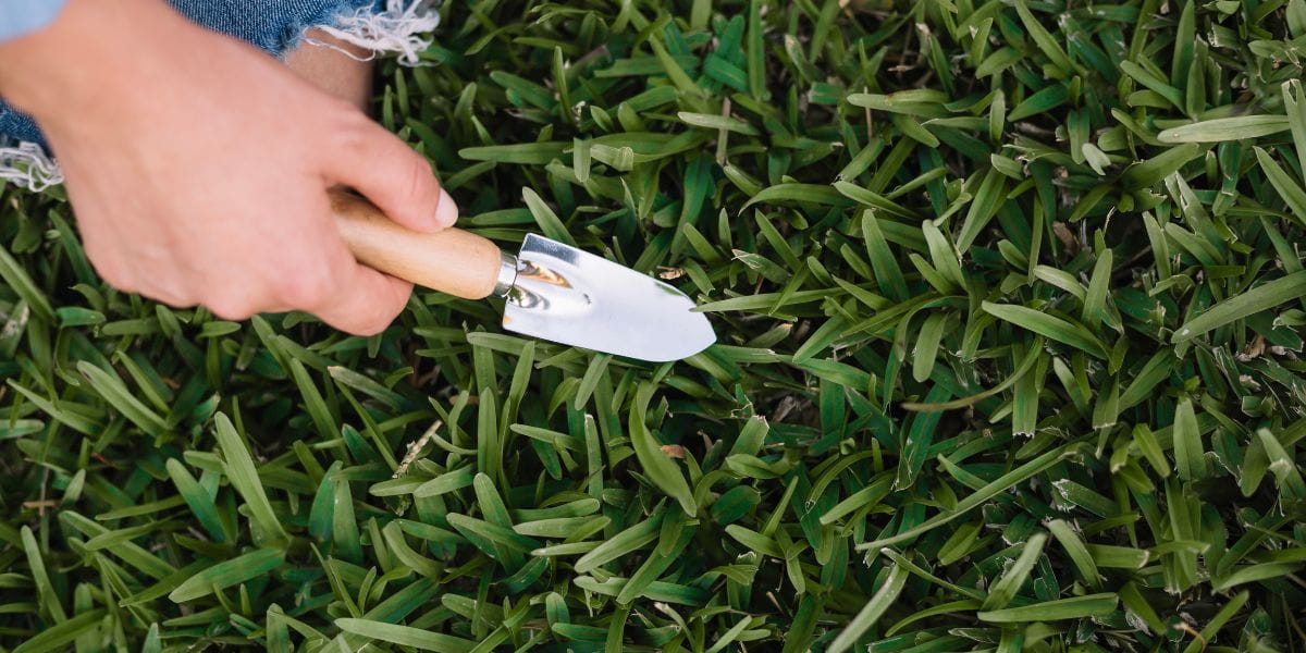 how to maintain your lawn