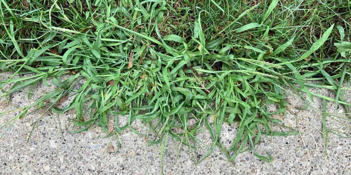 Various lawn weeds growing among healthy grass being inspected for identification and treatment | How to Identify Weeds in Your Lawn