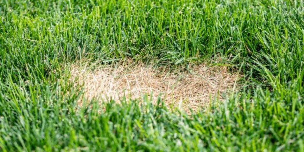 Homeowner inspecting brown lawn patches caused by grub damage with healthy grass nearby | How to Identify Grub Damage