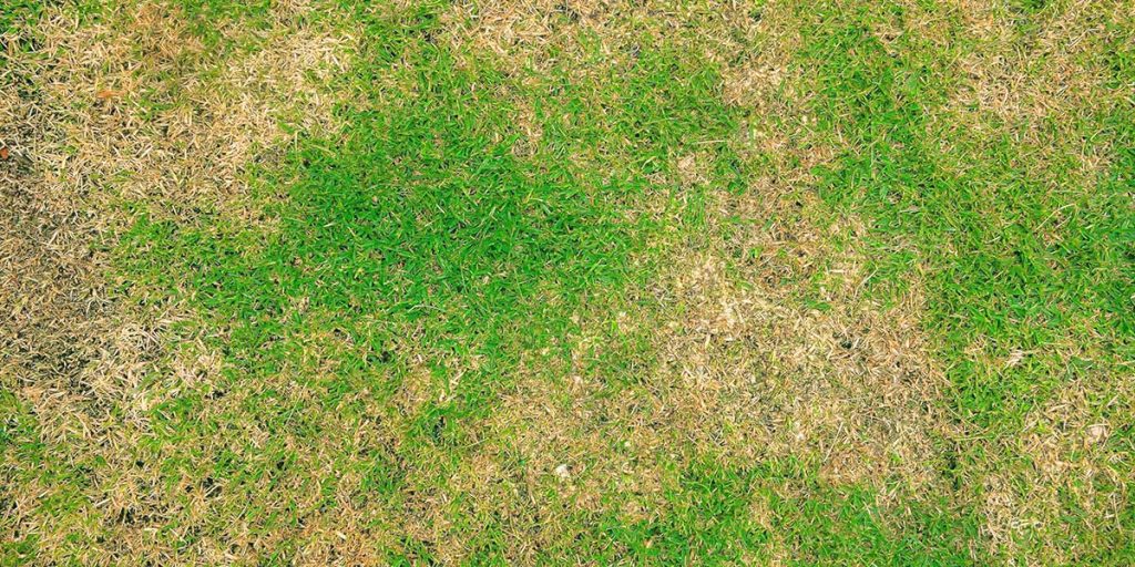 Top-down view of dry, patchy, and thin lawn grass needing repair, overseeding, and lawn care restoration in Norwell, MA.
