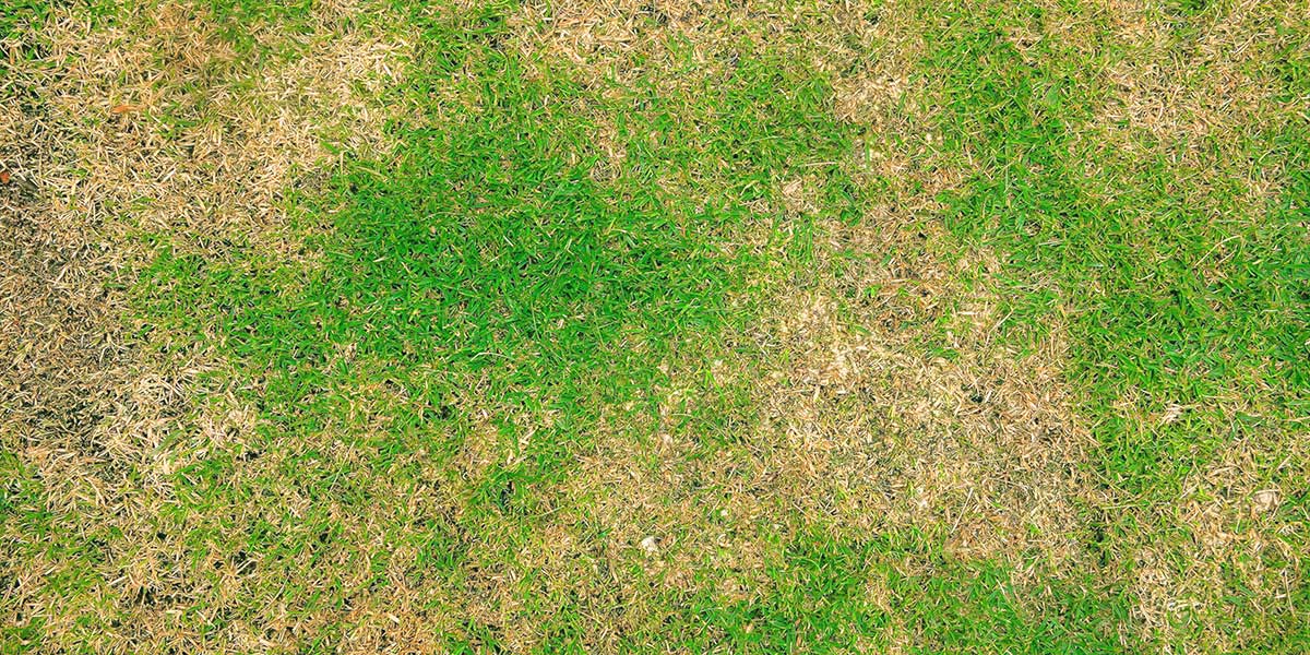 Top-down view of dry, patchy, and thin lawn grass needing repair, overseeding, and lawn care restoration in Norwell, MA.