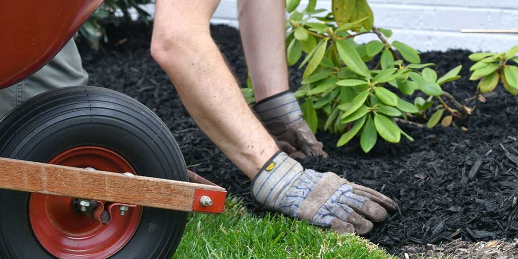 Person in work gloves spreading fresh dark mulch around green garden plants next to a lawn and wheelbarrow.